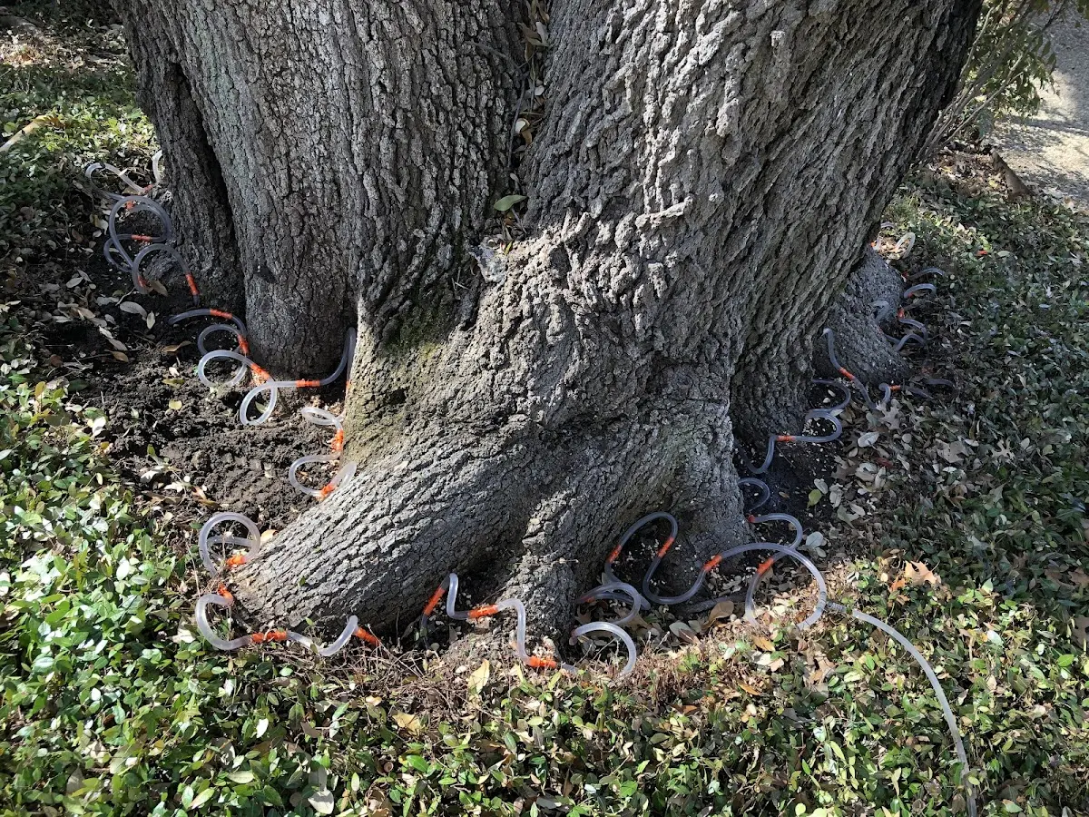 Detailed Tree Cabling and Bracing job site in Mount Laurel
