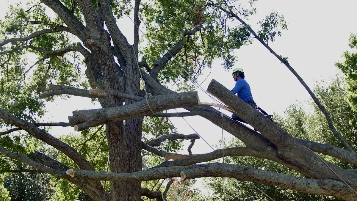 Professional Crown Thinning performed by certified arborists in Mount Laurel