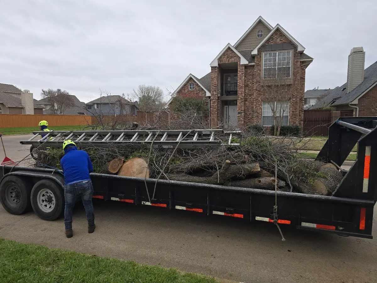 Expert Deadwooding with proper safety equipment in Mount Laurel